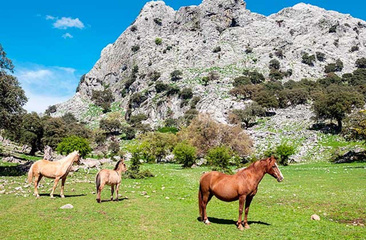 Ruta a caballo en Grazalema Imagen