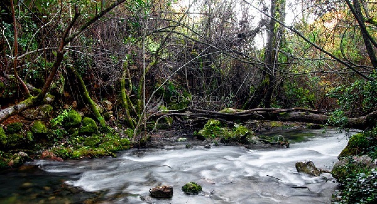 Senderismo en El Bosque Imagen