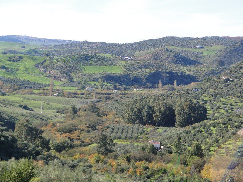 Cañada Real de Jerez a Ronda Imagen